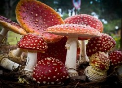 Можно ли есть красный мухомор
