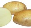 Румба: овальный столовый картофель с золотистой кожурой