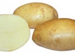 Румба: овальный столовый картофель с золотистой кожурой